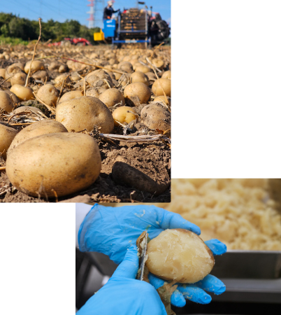 ジャガイモにこだわる